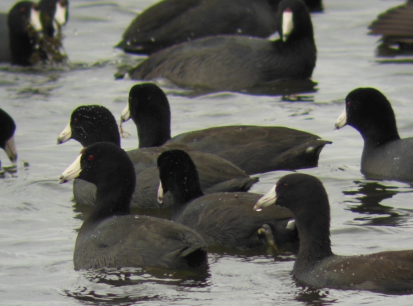 American Coots, Lake Fayetteville